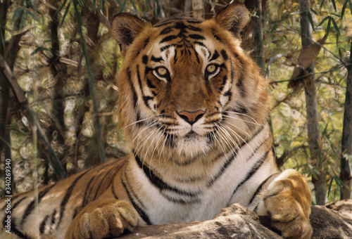 The Bengal tiger