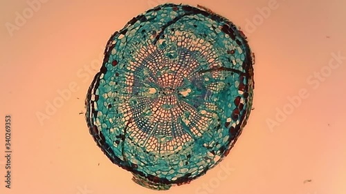 Microscope Pine Root Cross Section x600 photo