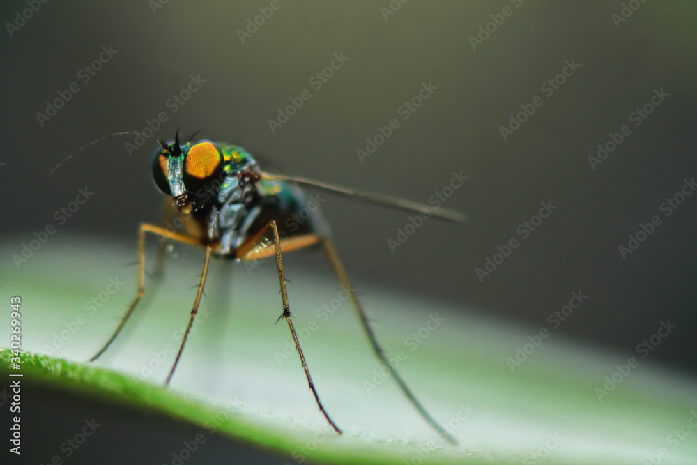 Fototapeta premium Robber fly on green leaves