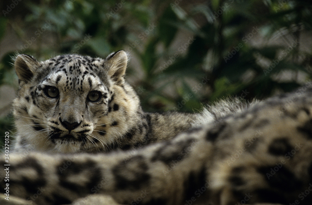 The snow leopard (Panthera uncia) The snow leopard (Panthera uncia)