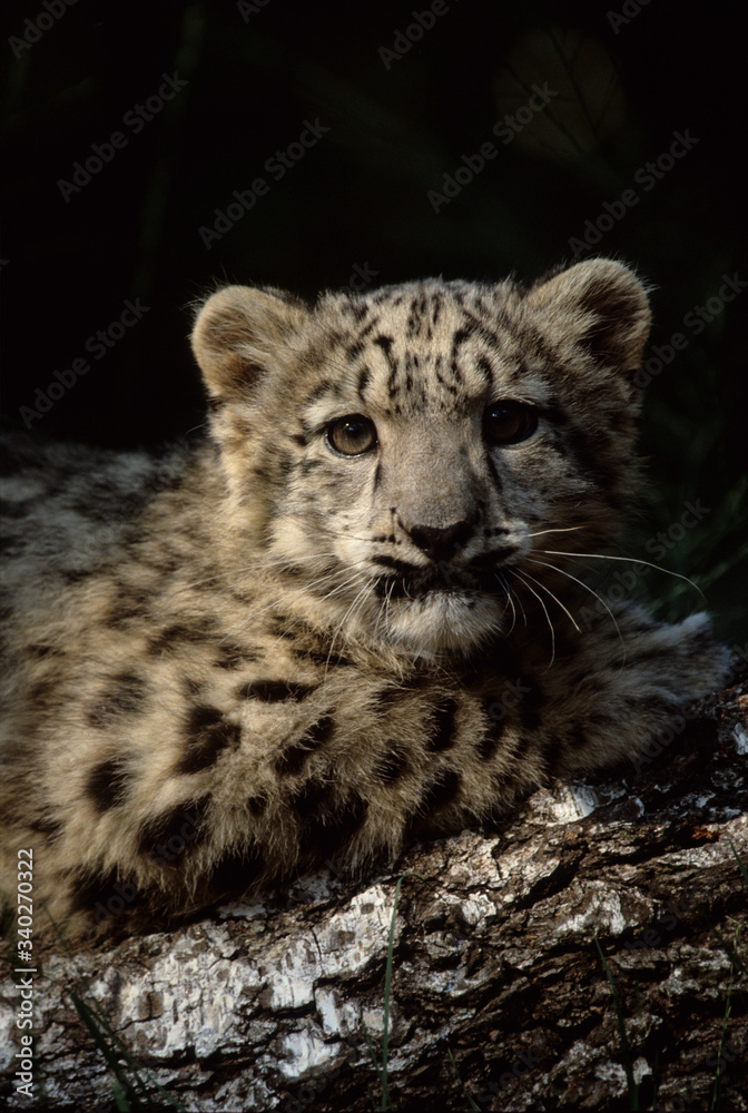 The snow leopard (Panthera uncia) The snow leopard (Panthera uncia)