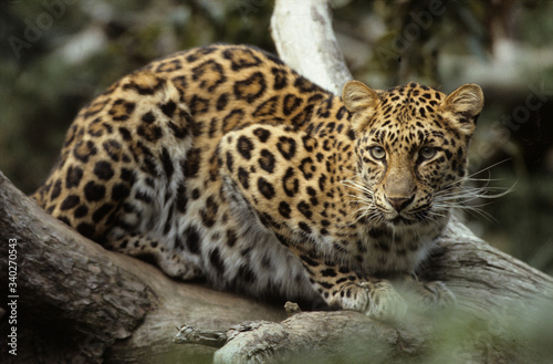 The Amur leopard  Panthera pardus orientalis 
