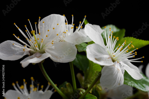 Spring flowering, cherry flower, inflorescence, on a black background.
