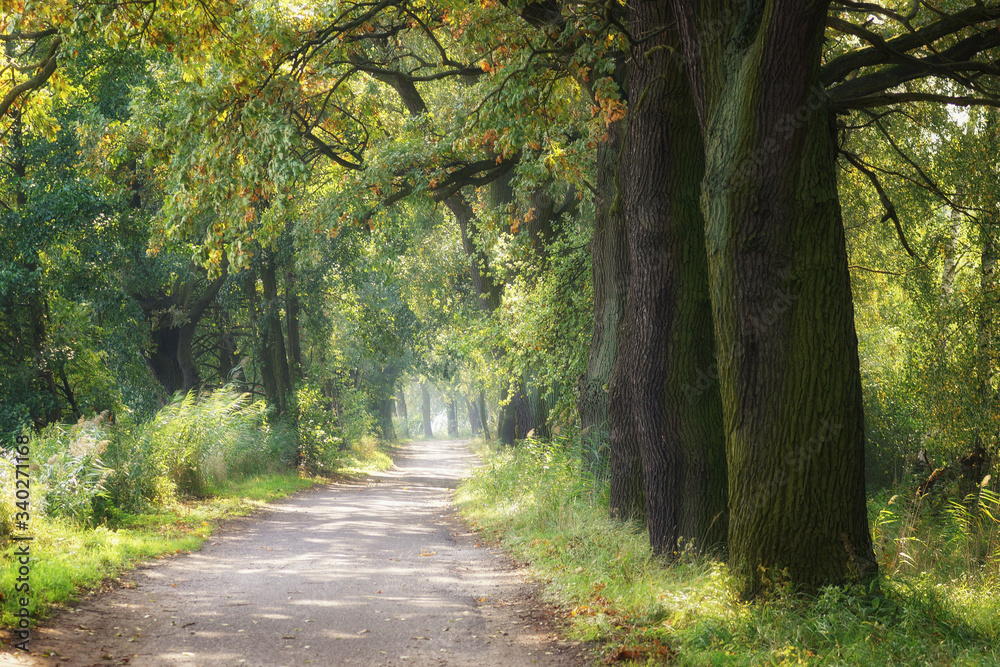 Fototapeta premium Country road and oaks