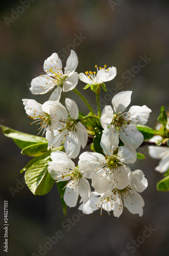 Spring flowering, cherry flower, inflorescence, on a black background.