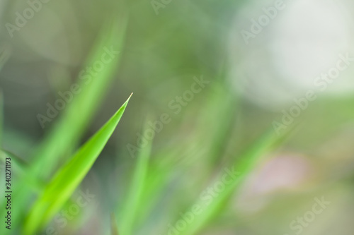 Closeup nature view of green leaf on blurred greenery background in garden with copy space for text using as background natural green plants landscape, ecology, fresh cover page concept. wallpaper