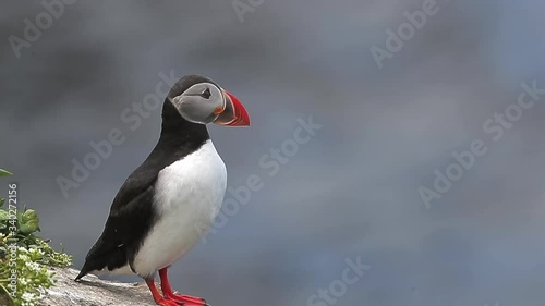 Atlantic Puffin standing on Cliff on Grimsey Island off the coast of Iceland