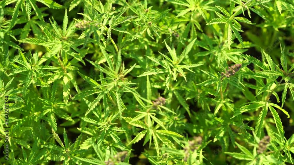Marijuana field. Cannabis cultivation. Close up view on a leave of canabis swaying in the wind. Marijuana field. Cannabis cultivation. Close up view on a leave of canabis swaying in the wind.