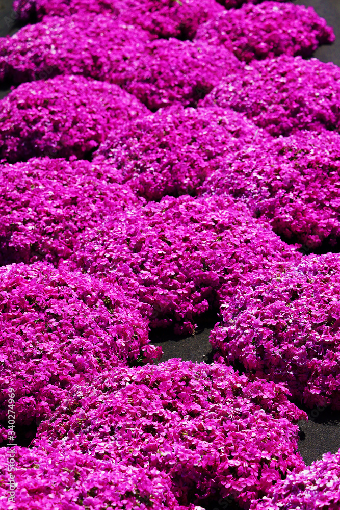 芝桜 芝桜