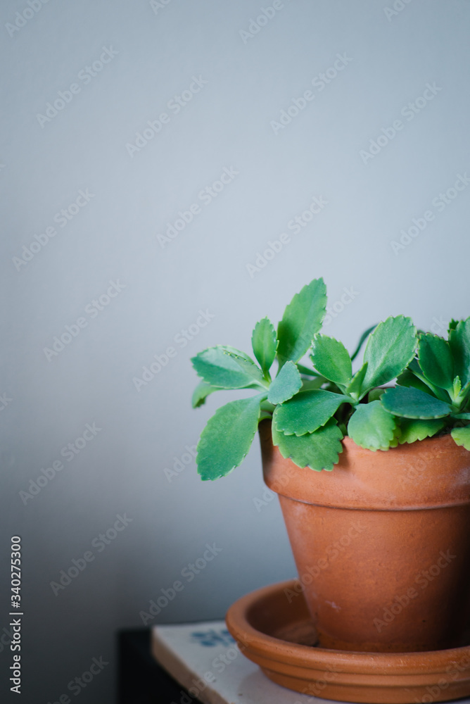 Plant pot home Plant pot home