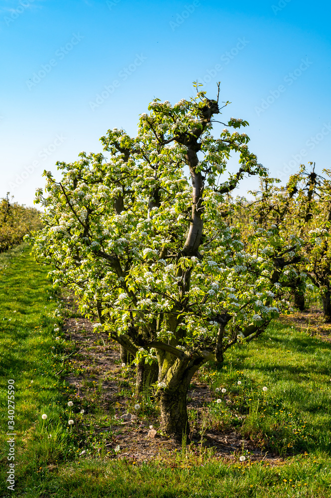 Rows with plum or pear trees with white blossom in springtime in farm orchards, Betuwe, Netherlands Rows with plum or pear trees with white blossom in springtime in farm orchards, Betuwe, Netherlands