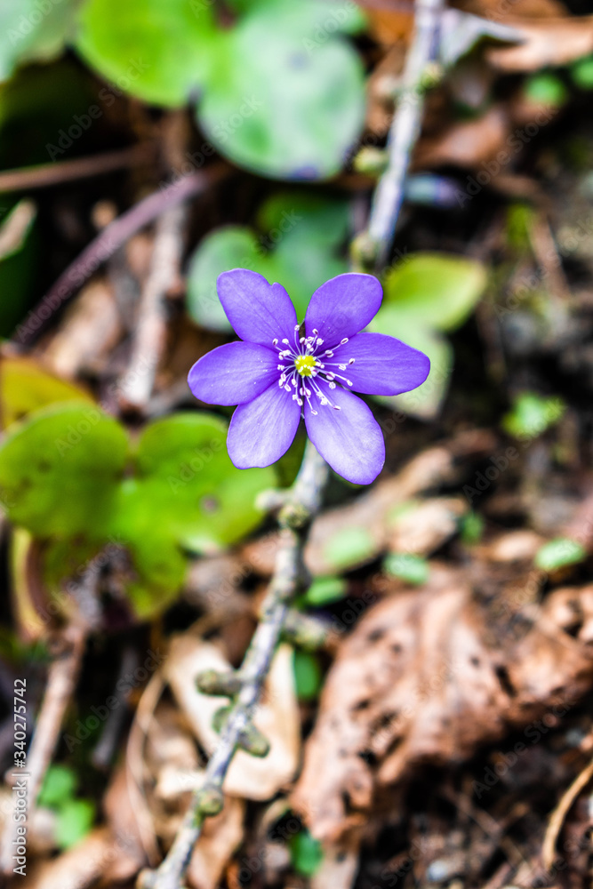 Spring forest purple flowers in the czech natural wood Spring forest purple flowers in the czech natural wood