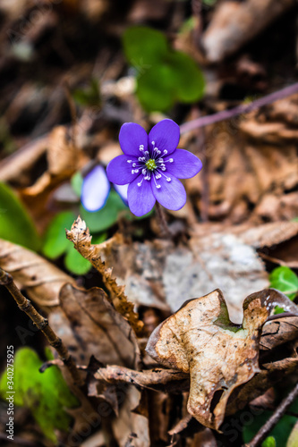 Spring forest purple flowers in the czech natural wood
