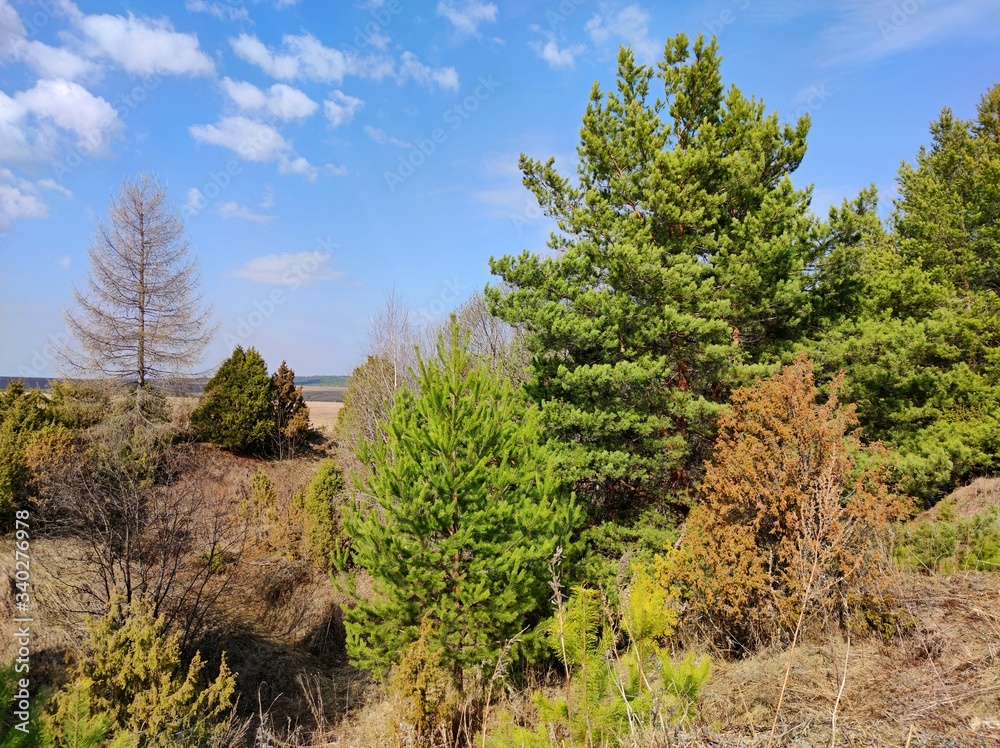 spring landscape with a view of trees growing near the ravine against the background of a blue sky with clouds on a sunny day spring landscape with a view of trees growing near the ravine against the background of a blue sky with clouds on a sunny day