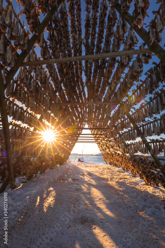Stockfish drying at Lofoten in northern Norway
