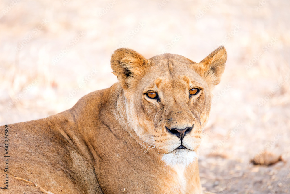 Fototapeta premium Leones y leonas en un safari por Africa, melena del rey de la selva