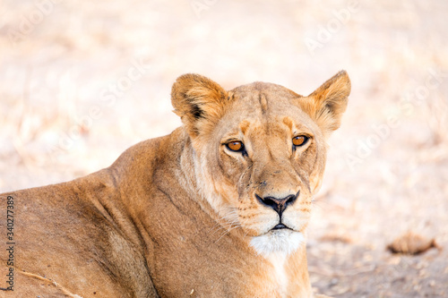 Leones y leonas en un safari por Africa, melena del rey de la selva