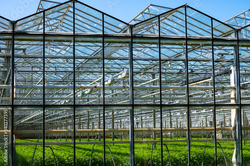 Greenhouse from glass with growing vegetables inside in sunny day © barmalini