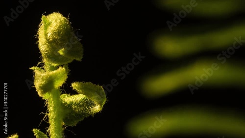 Fern unfurl closeup, macro.  Follow growth.