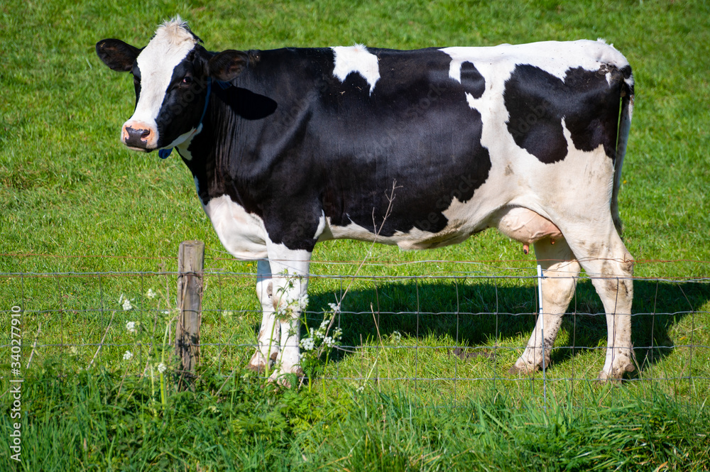 Dutch black white cow with milk grazing on green grass pasture