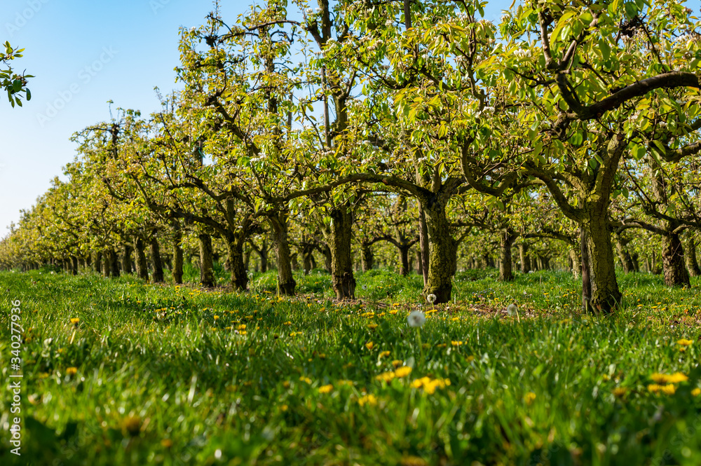 Rows with plum or pear trees with white blossom in springtime in farm orchards, Betuwe, Netherlands Rows with plum or pear trees with white blossom in springtime in farm orchards, Betuwe, Netherlands