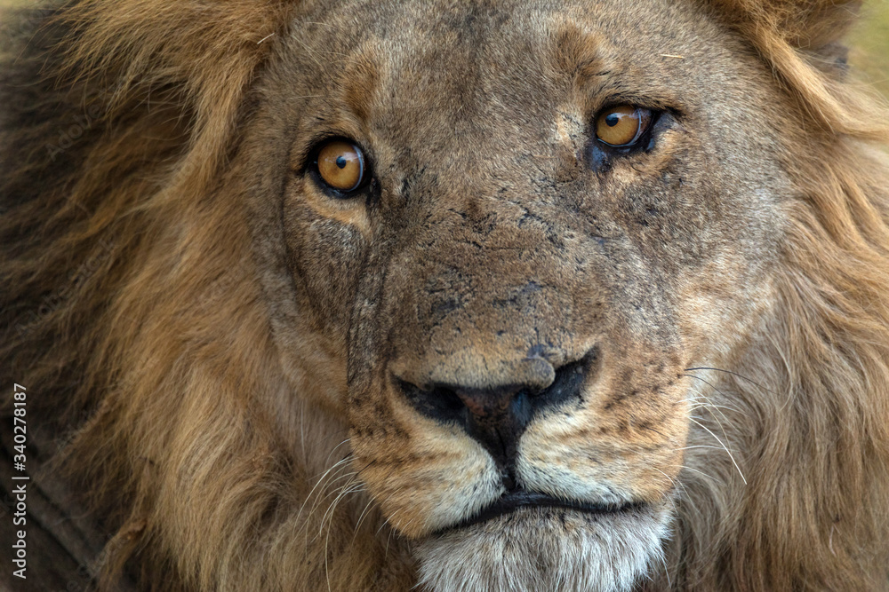 Leones y leonas en un safari por Africa, melena del rey de la selva ...