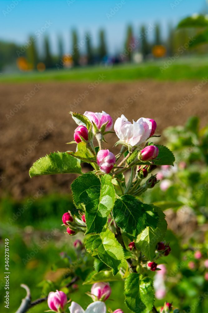 Pink blossom of apple fruit trees in springtime in farm orchards, Betuwe, Netherlands, close up Pink blossom of apple fruit trees in springtime in farm orchards, Betuwe, Netherlands, close up