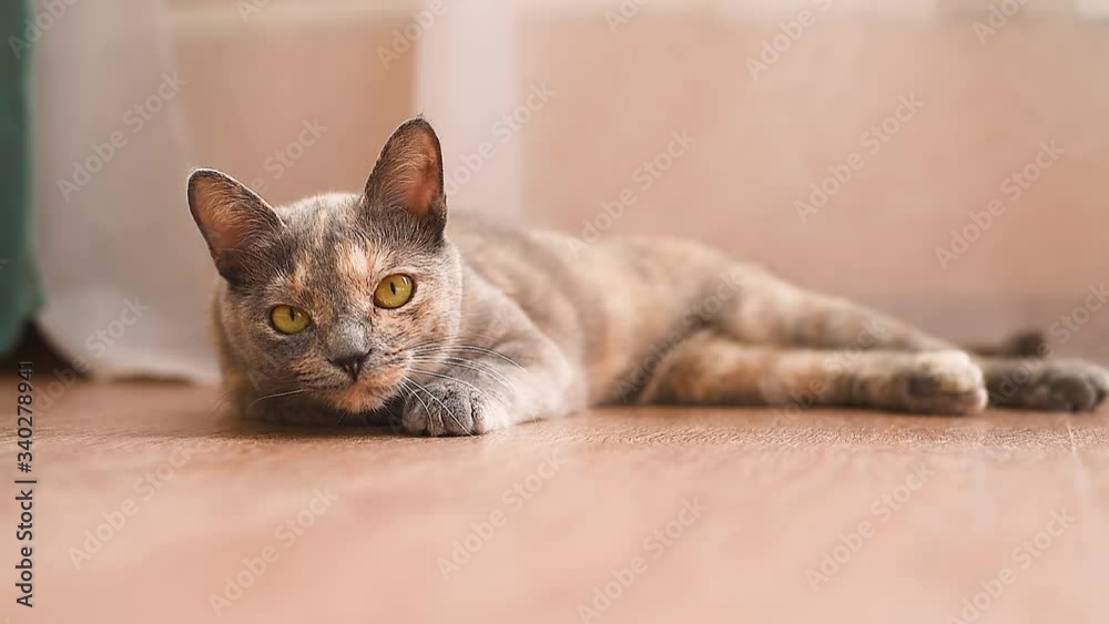 a red-haired gray cat looks at the camera and yawns. falls asleep, looks around. the cat is lying on the floor of the house. a red-haired gray cat looks at the camera and yawns. falls asleep, looks around. the cat is lying on the floor of the house.