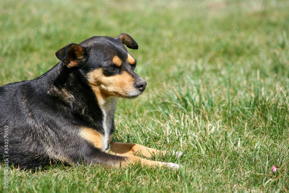 Dog lies in park background. No activity dog in park at summer season. Dog lies in park background. No activity dog in park at summer season.