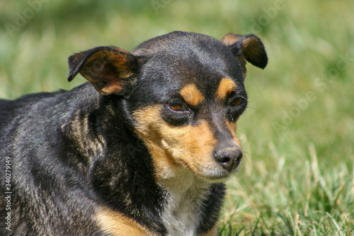 Dog lies in park background. No activity dog in park  at summer season.