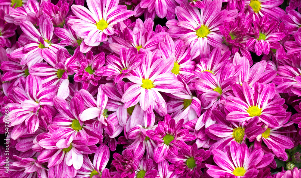  violet chrysanthemum flower