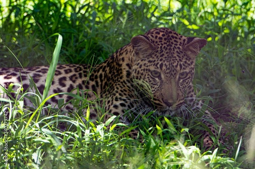 Leopard resting on the shadow of a tree.