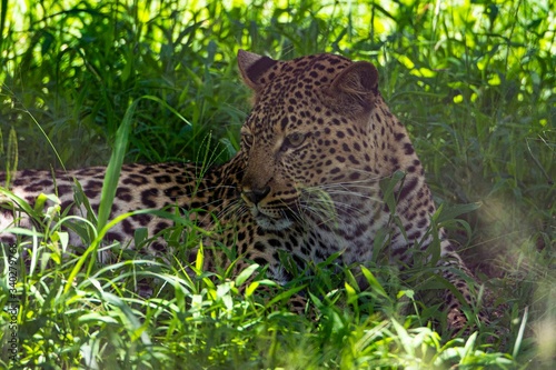 Leopard resting on the shadow of a tree.