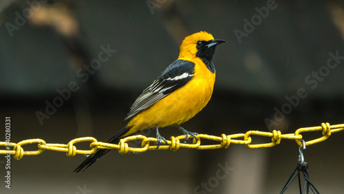 A hooded oriole perched on a yellow chain.  photo