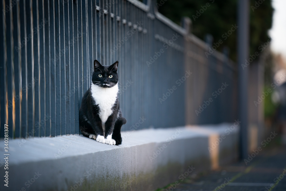 black and white tuxedo cat sitting next to metal fence on sidewalk looking at camera