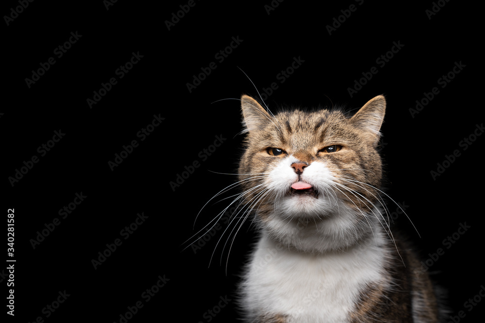 Fototapeta premium tabby white british shorthair cat sticking out tongue in front of black background with copy space