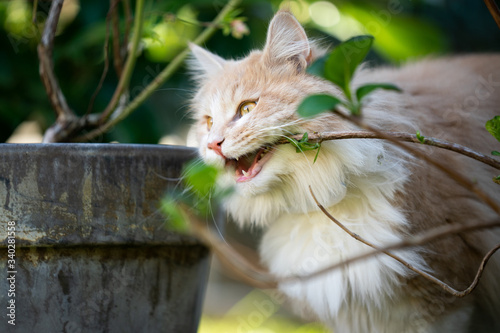 Fotografie cream colored beige white maine coon cat chewing on branch with leaves