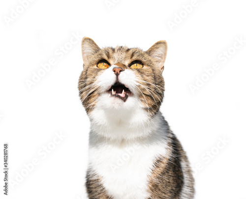 tabby white british shorthair cat with open mouth meowing looking up isolated on white background