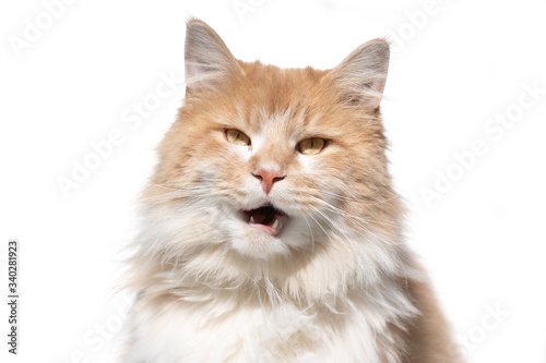 funny portrait of a cream colored beige white maine coon cat with open mouth meowing looking at camera in sunlight on white background