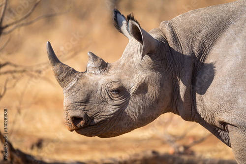 Rinocerontes con cuerno grande africanos durante un safari