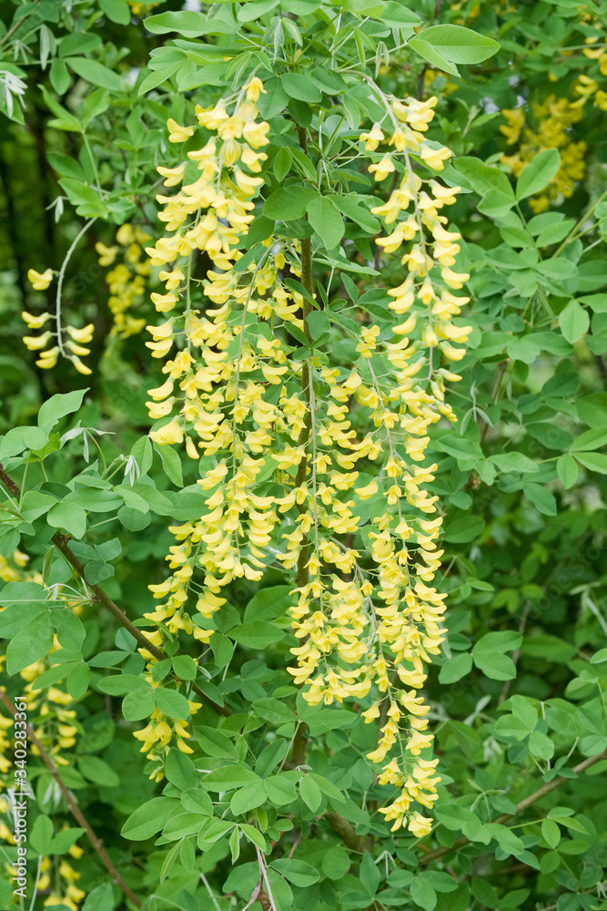 Fleurs jaune Aubour Fleurs jaune Aubour