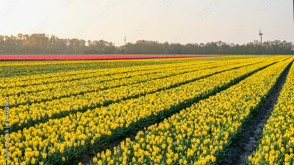  Landscape with tulips. A colorful bed of red and yellow Dutch tulips in the Noordoostpolder, Netherlands, Europe