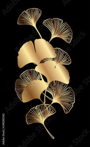 Golden ginkgo biloba branch with leaves