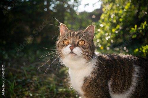 tabby white british shorthair cat standing outdoors in nature looking up at camera