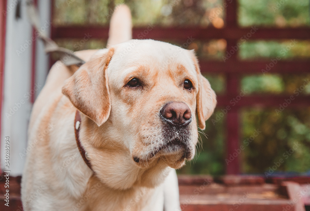 Labrador dog waiting for its owner Labrador dog waiting for its owner