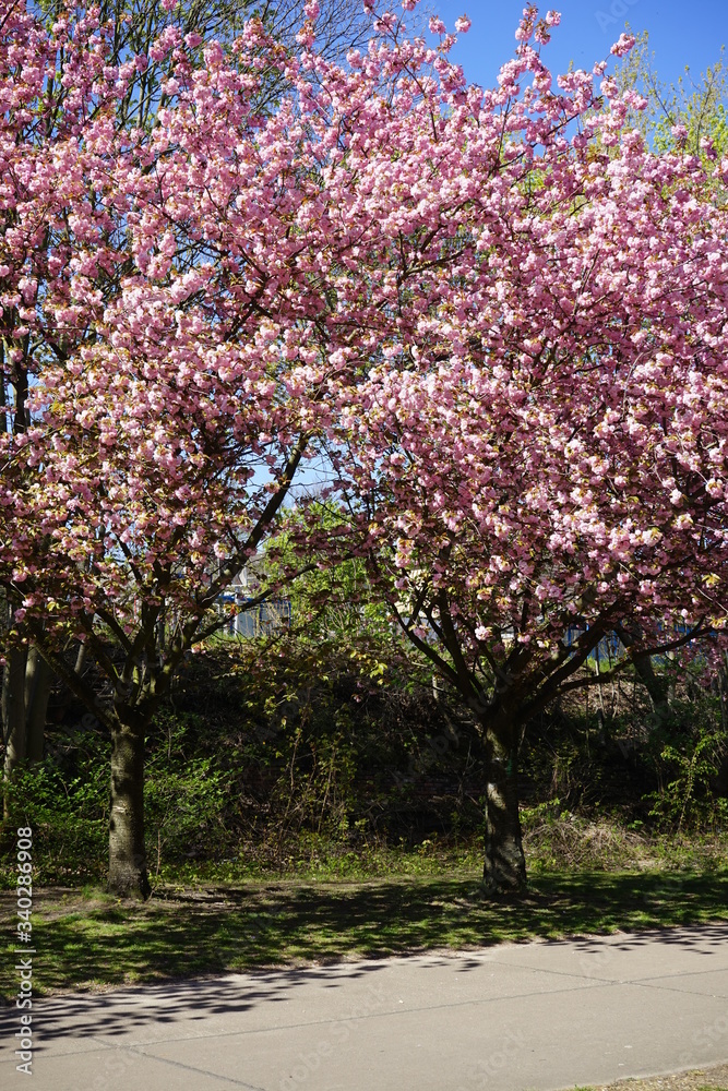 Blühende japanische Kirschbäume im Sonnenlicht am Berliner Mauerweg (Wollankstraße) Blühende japanische Kirschbäume im Sonnenlicht am Berliner Mauerweg (Wollankstraße)
