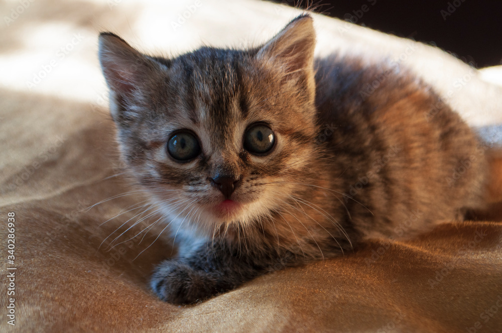 Beautiful tricolor kitten with blue eyes is sweetly laying on the gold bedcover and looking forward. Pet in the home