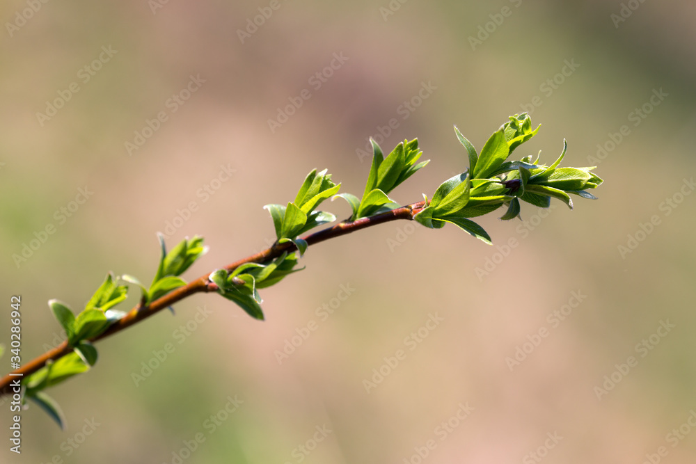tree branch in spring