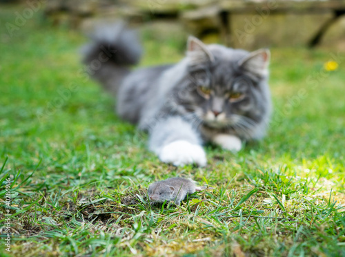Billede på lærred Blue tabby white maine coon cat hunting catching shrew mouse outdoors on grass