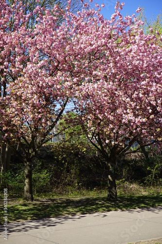 Blühende japanische Kirschbäume im Sonnenlicht am Berliner Mauerweg (Wollankstraße)